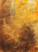 Ferns 