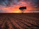 Red Earth