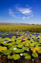 Lilly Pond