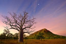 Boab at Twilight