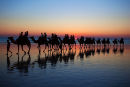 Cable Beach Camels 2