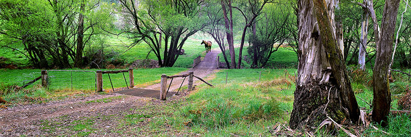 Country Lane