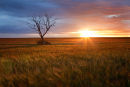 Field of Gold