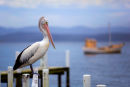 Mallacoota Pelican
