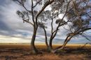 Mallee