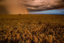 Rain and Grain