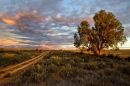 Track