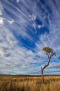 Windy Sky